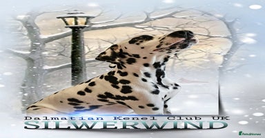 Dalmatian dogs - Advert 1