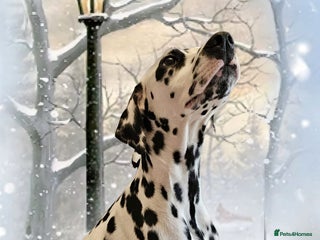 Dalmatian dogs - Advert 3