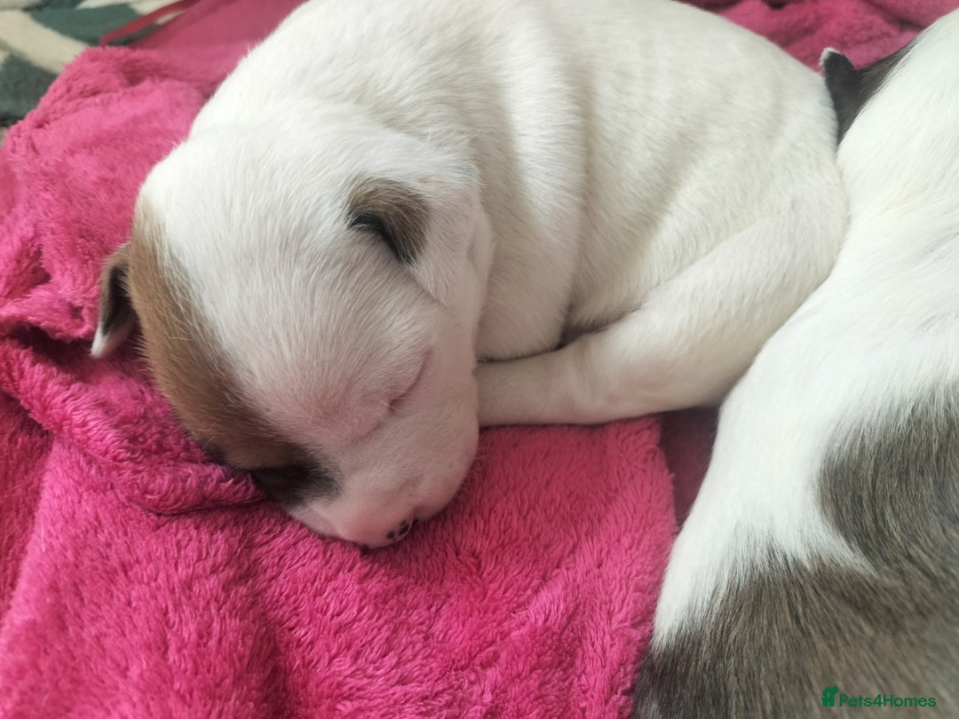 Mixed Breed dogs for sale: Cute litter of puppies  - Advert 27