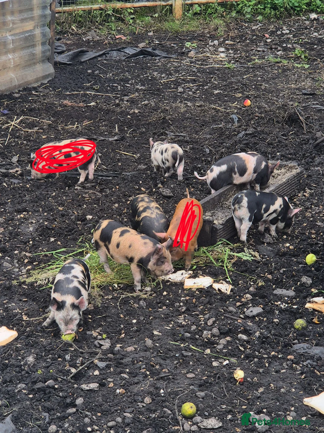 Pig livestock for sale: Micro pigs in Lancaster - Advert 2