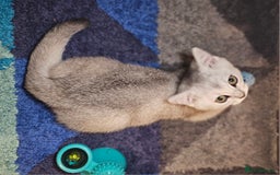 British Shorthair cats for sale: British Shorthair Kittens – Golden & Silver Shaded - Image 16
