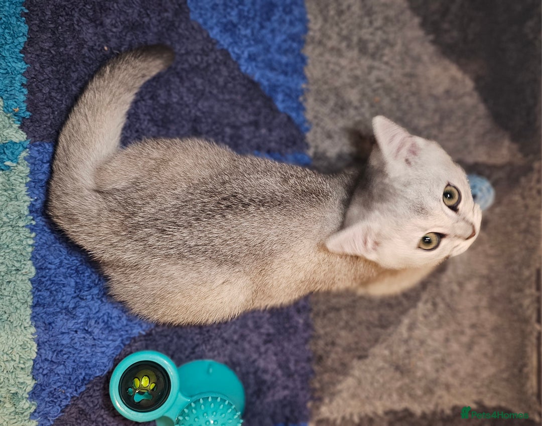British Shorthair cats for sale: British Shorthair Kittens – Golden & Silver Shaded - Image 16