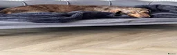 Miniature Dachshund dogs for sale: Miniature Dachshund seeking his forever home  - Advert 7