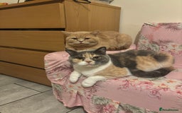 British Shorthair cats for sale: British Short hair kitten  - Advert 7