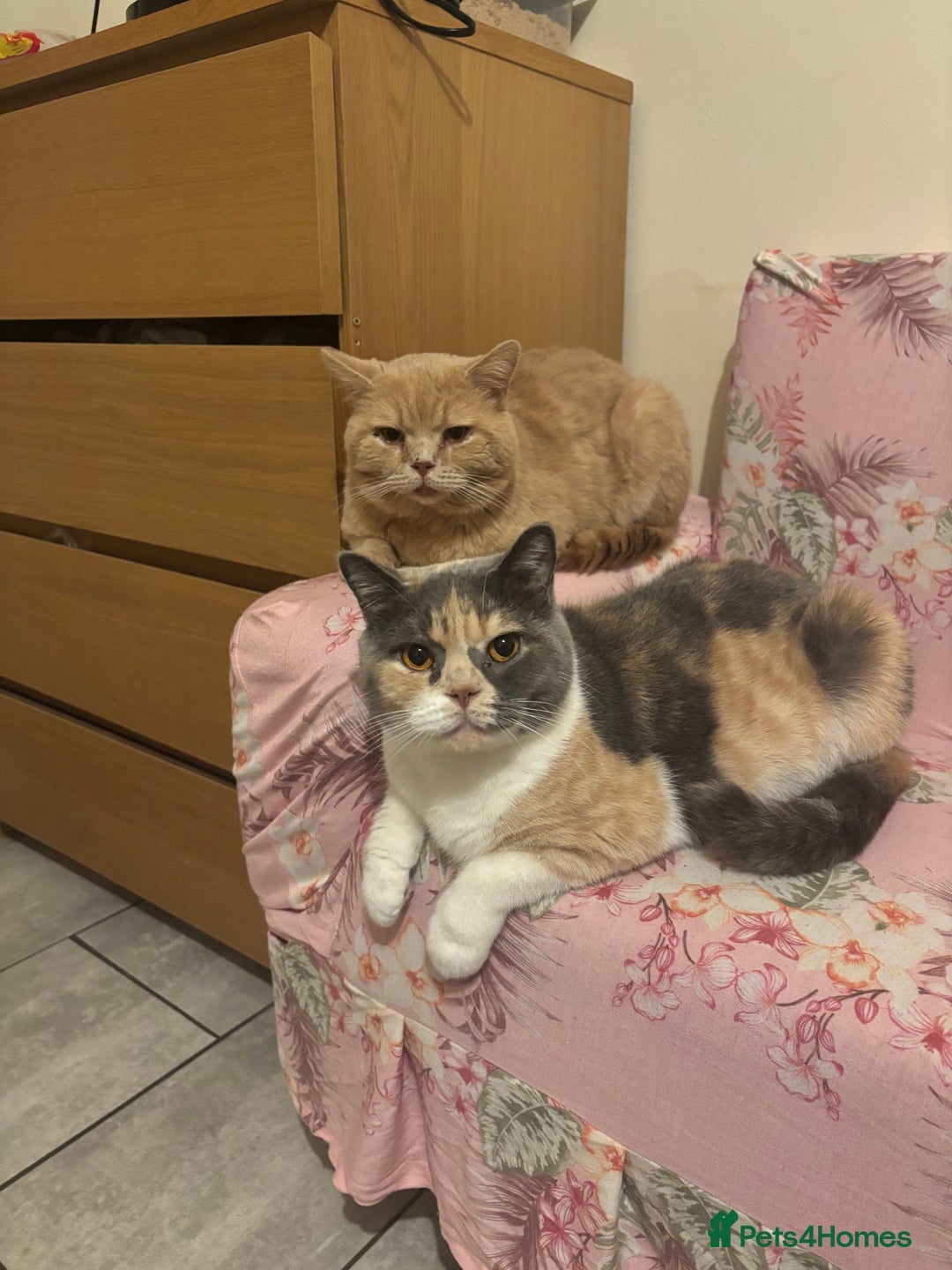 British Shorthair cats for sale: British Short hair kitten  - Advert 7