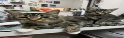 Mixed Breed cats for sale: 2 beautiful mixed breed kittens. - Advert 7