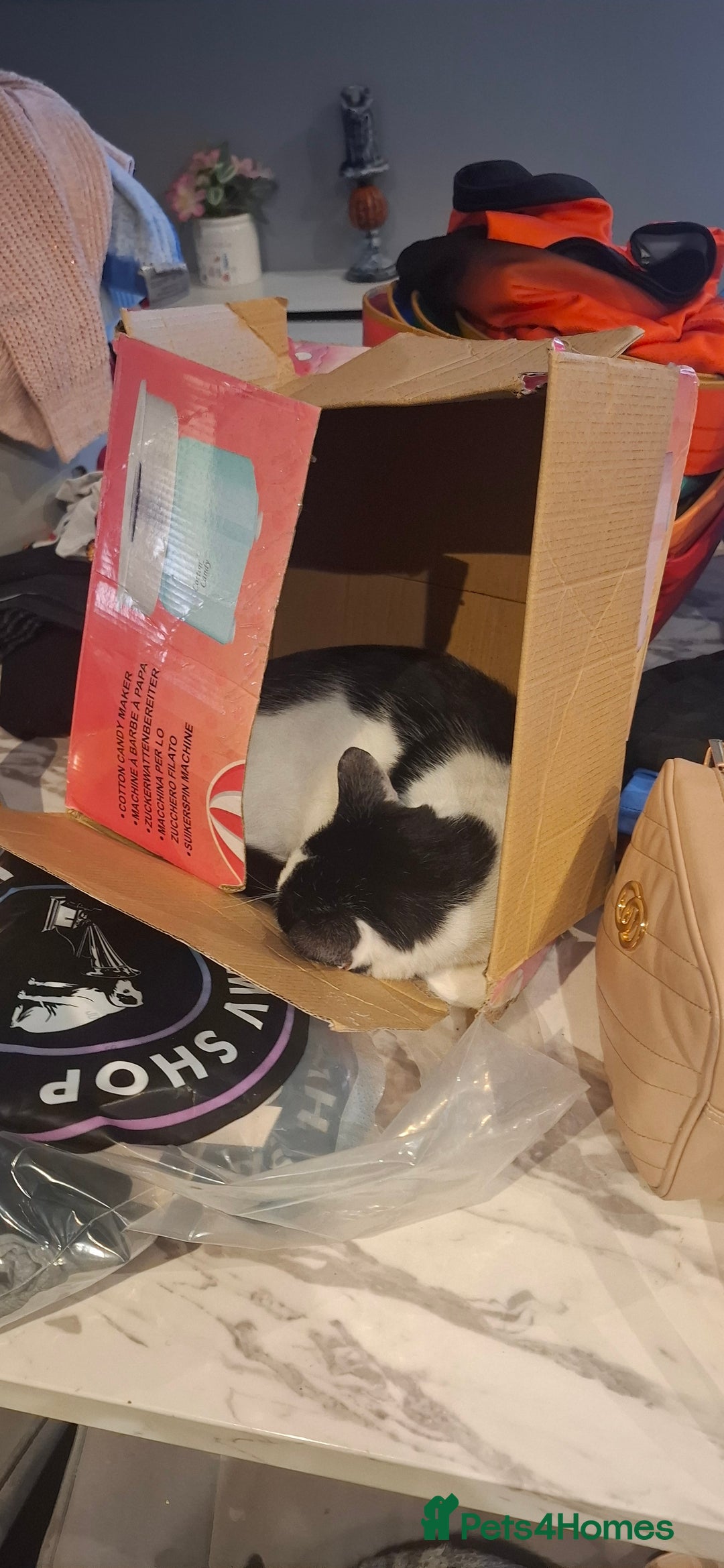 Mixed Breed cats for sale: Beautiful black and white cat - Advert 3
