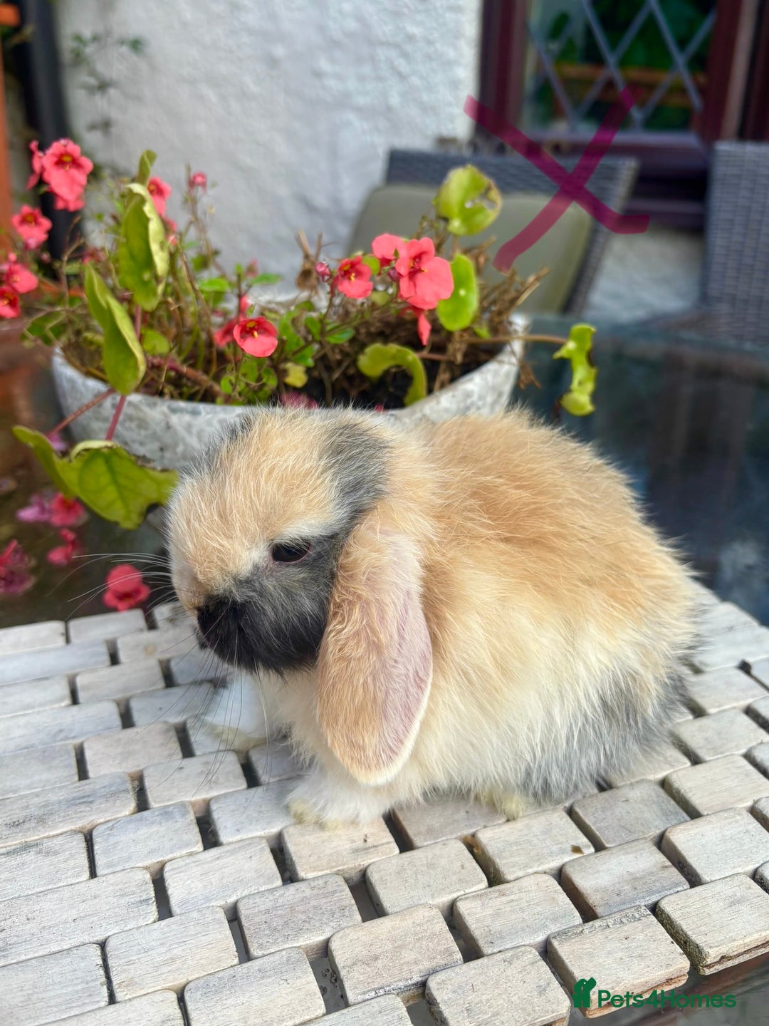 Mini Lop rabbits for sale: Stunning Mini Lop Bunnies🤍🌾 - Image 4