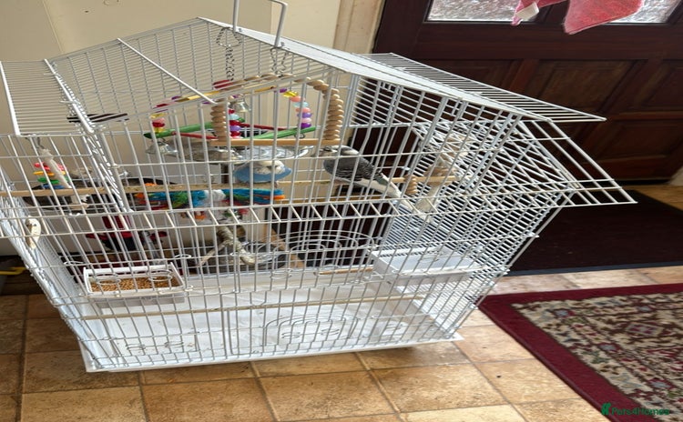 Budgerigars birds - Advert 4
