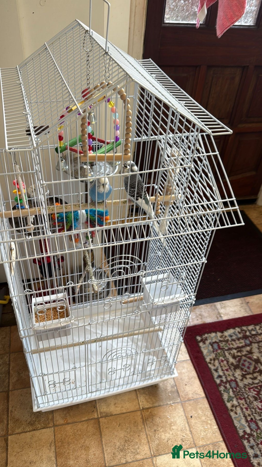 Budgerigars birds for sale: 2 male very healthy active  - Image 1