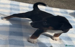 Jack Russell dogs for sale: Jack Russel Puppies For Sale  - Image 9