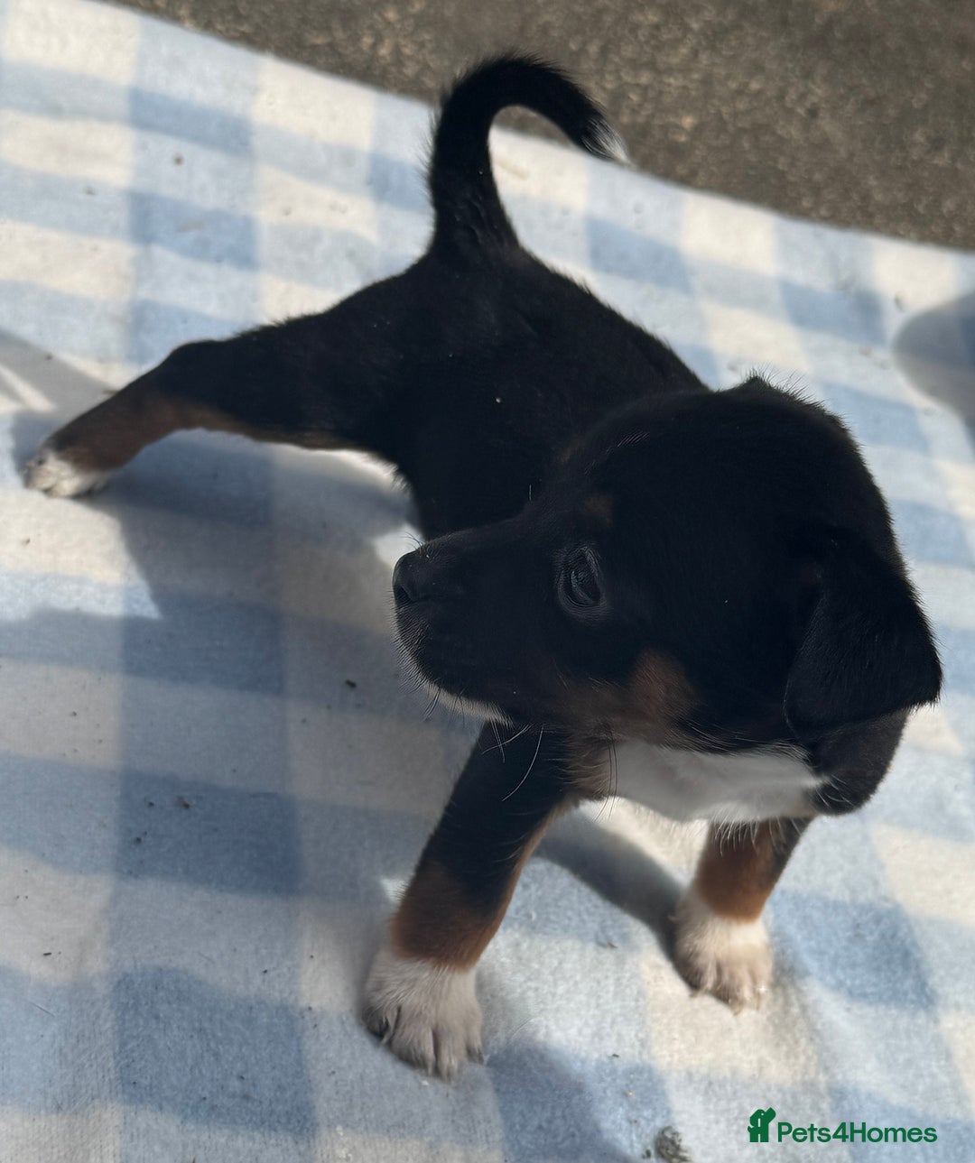 Jack Russell dogs for sale: Jack Russel Puppies For Sale  - Image 9