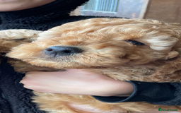 Cockapoo dogs for sale: Cockapoo Puppies - Image 3