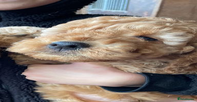 Cockapoo dogs - Advert 15