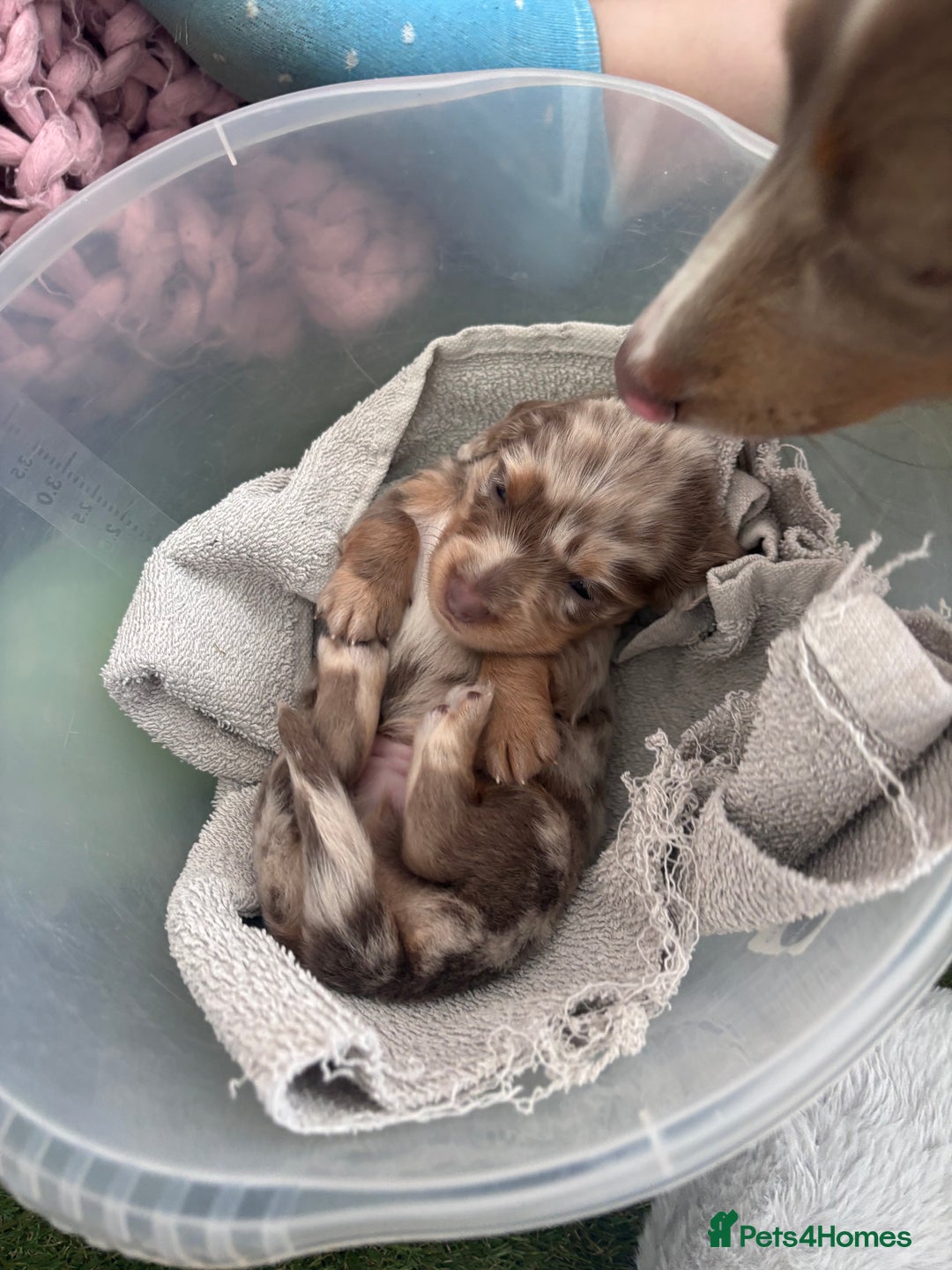Miniature Dachshund dogs for sale: 🐾Beautiful KC Reg Miniature Dachshunds looking 🐾 - Image 8