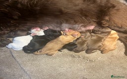 Cocker Spaniel dogs for sale: ⭐️Cocker spaniel puppies ready now ⭐️ - Image 19