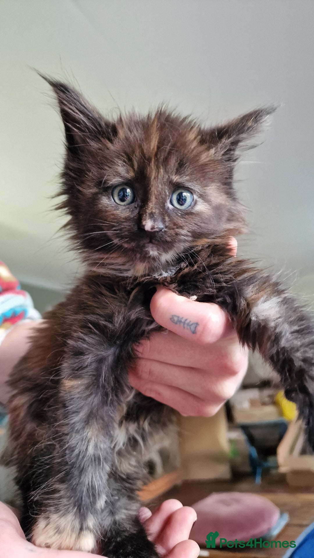 Maine Coon cats for sale: Beautiful Mainecoon kittens  - Advert 5