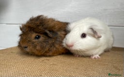 Guinea Pig rodents for sale: Gorgeous baby boys - Image 1