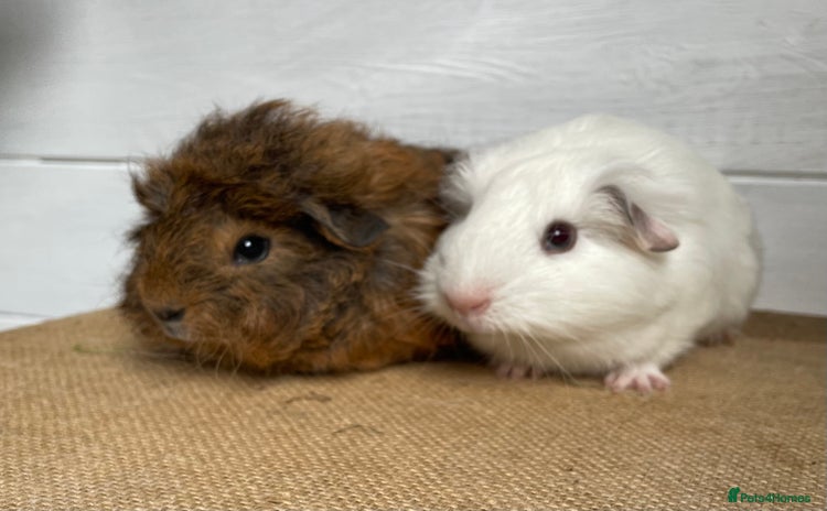 Guinea Pig rodents - Advert 1
