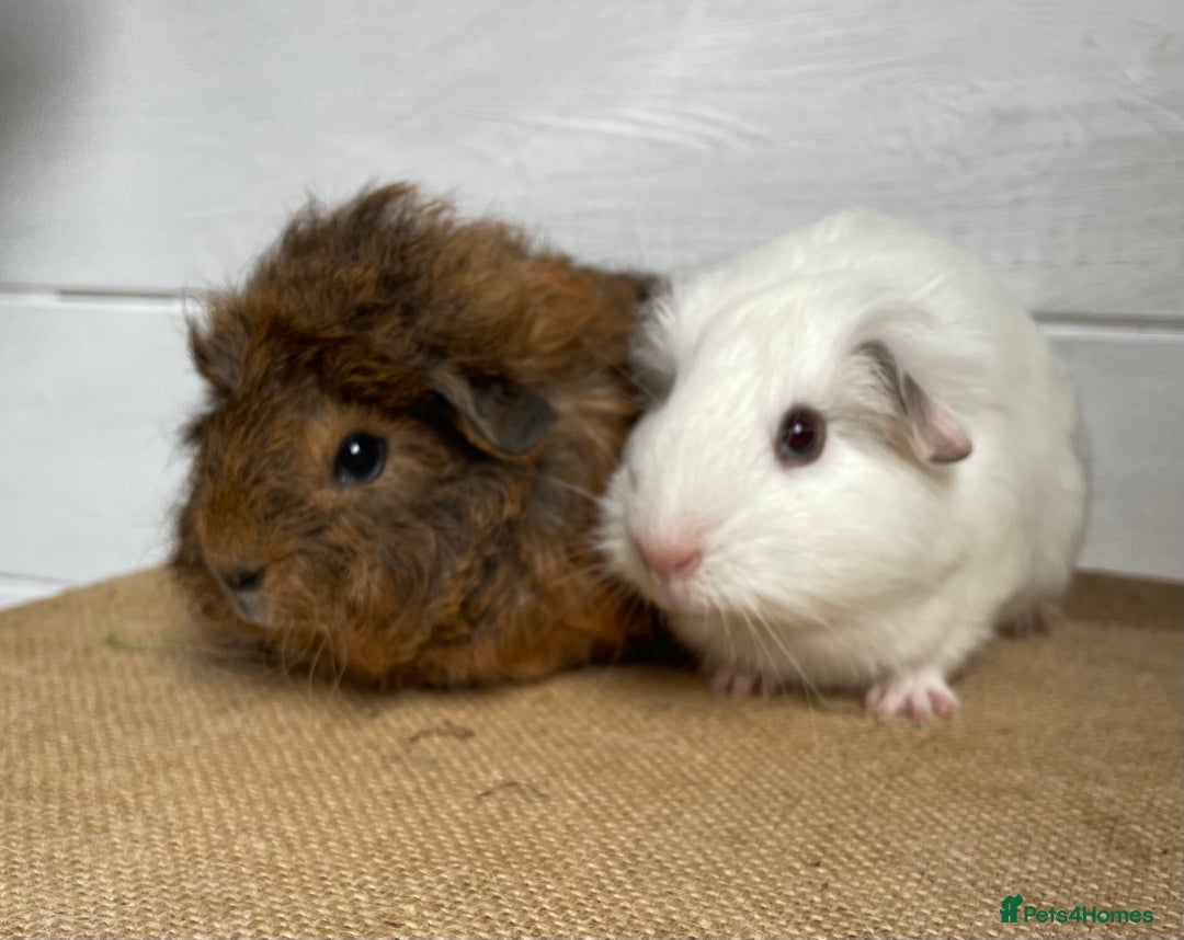 Guinea Pig rodents for sale: Gorgeous baby boys - Image 1