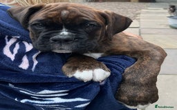 Boxer dogs for sale: READY TO GO - Chunky KC registered Boxer pups - Image 25
