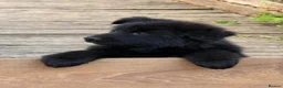 German Shepherd dogs for sale: LONG HAIR GERMAN SHEPHERD PUPPIES, TOP BLOODLINES - Advert 5