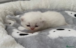 British Shorthair cats for sale: British shorthair kittens  - Image 28