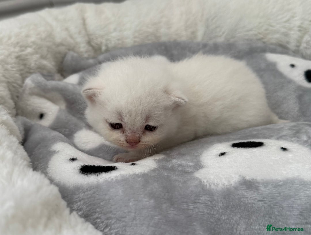 British Shorthair cats for sale: British shorthair kittens  - Image 28
