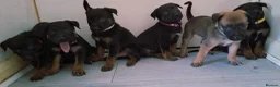 Belgian Shepherd Dog dogs for sale: Mechelse Herder Puppies For Sale - Advert 8