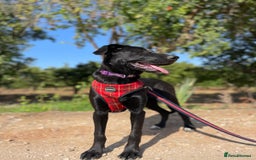 Mixed Breed dogs for adoption: Lovely Leah - Image 18