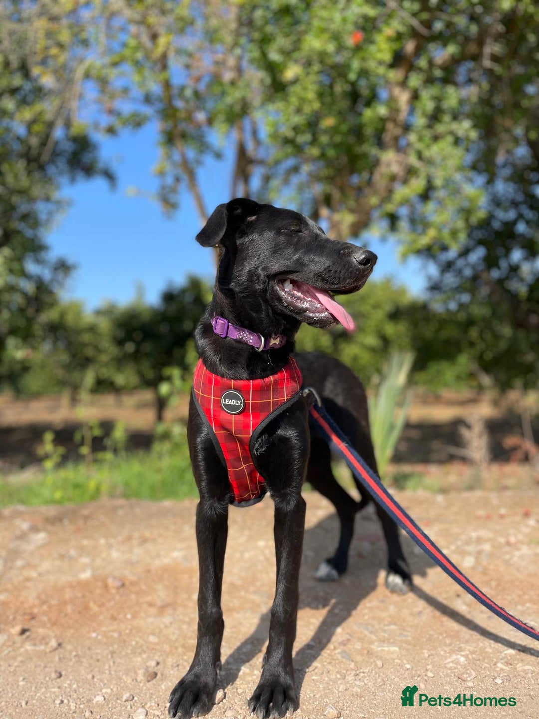 Mixed Breed dogs for adoption: Lovely Leah - Image 18
