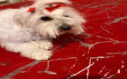 Maltese dogs for sale: Lolita is looking for a new loving family - Advert 12