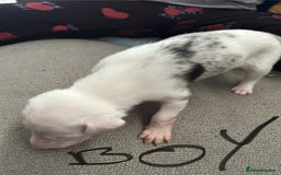 Lurcher dogs for sale: Collie,whippet,greyhound/saluki,bull,greyhound  - Image 4