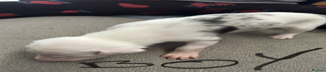 Lurcher Puppy 3