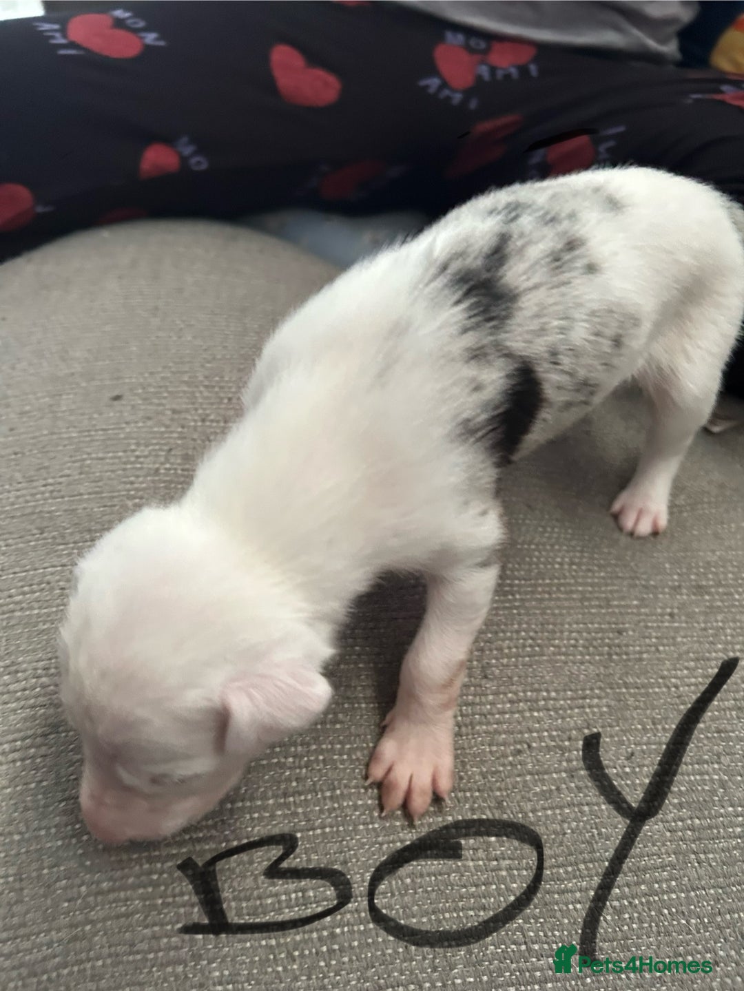Lurcher dogs for sale: Collie,whippet,greyhound/saluki,bull,greyhound  - Image 4