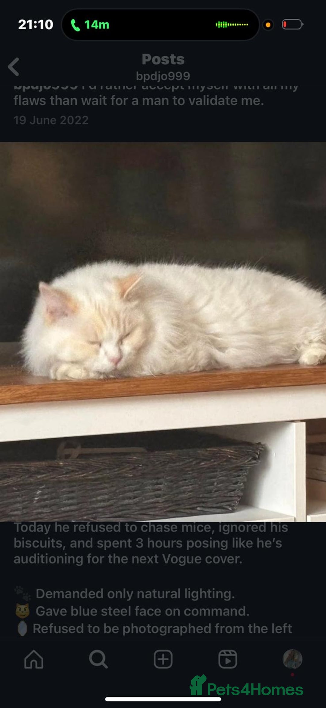 Ragdoll cats for sale: Apollo - Image 2