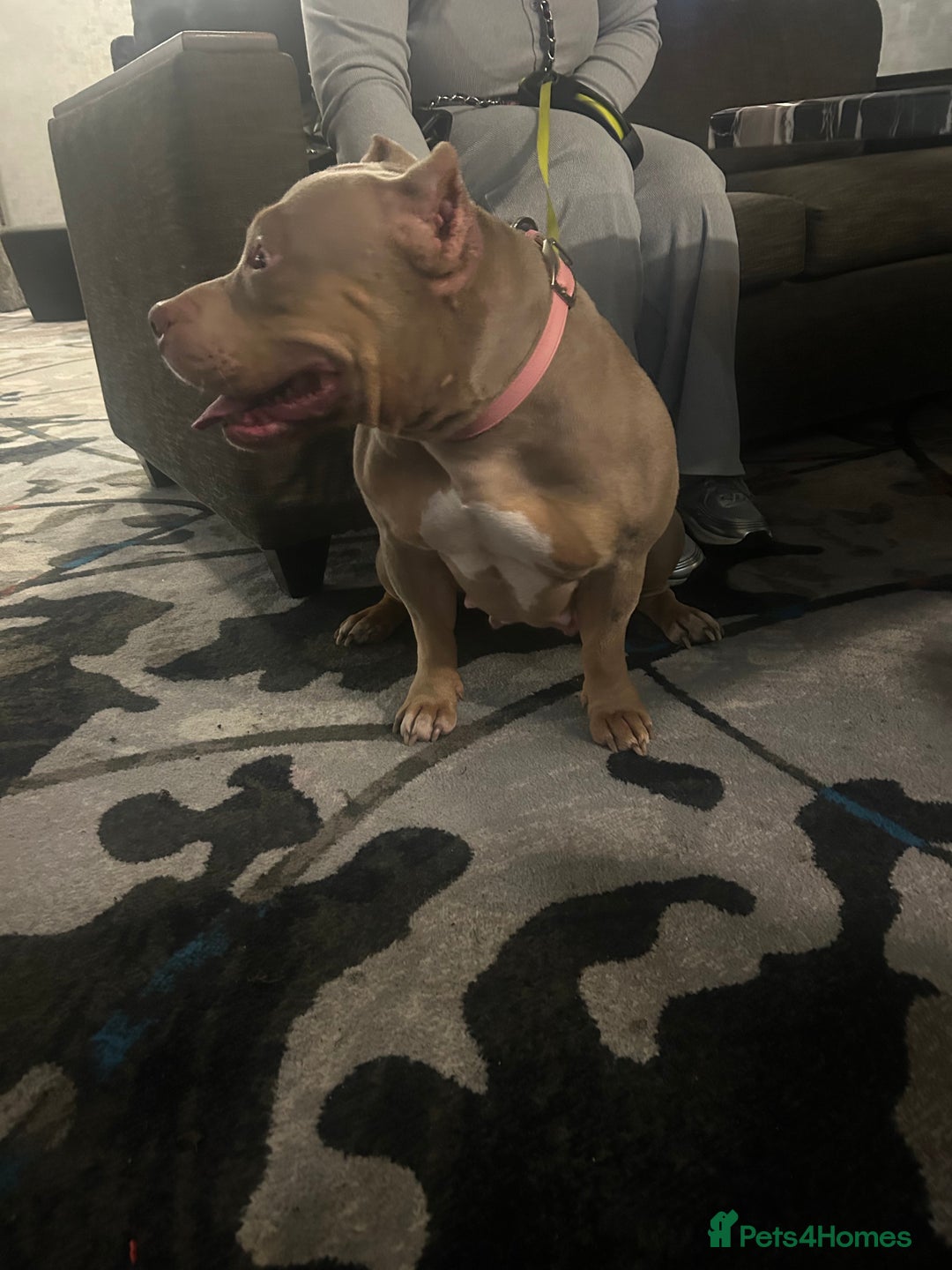 Mixed Breed dogs for sale: American pocket bully x labradoodle  - Image 16