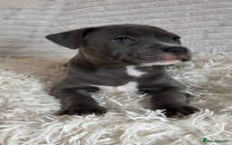 Staffordshire Bull Terrier dogs for sale: 🩵🌸Stunning Staffordshire Bull Terrier female🌸🩵 - Image 2