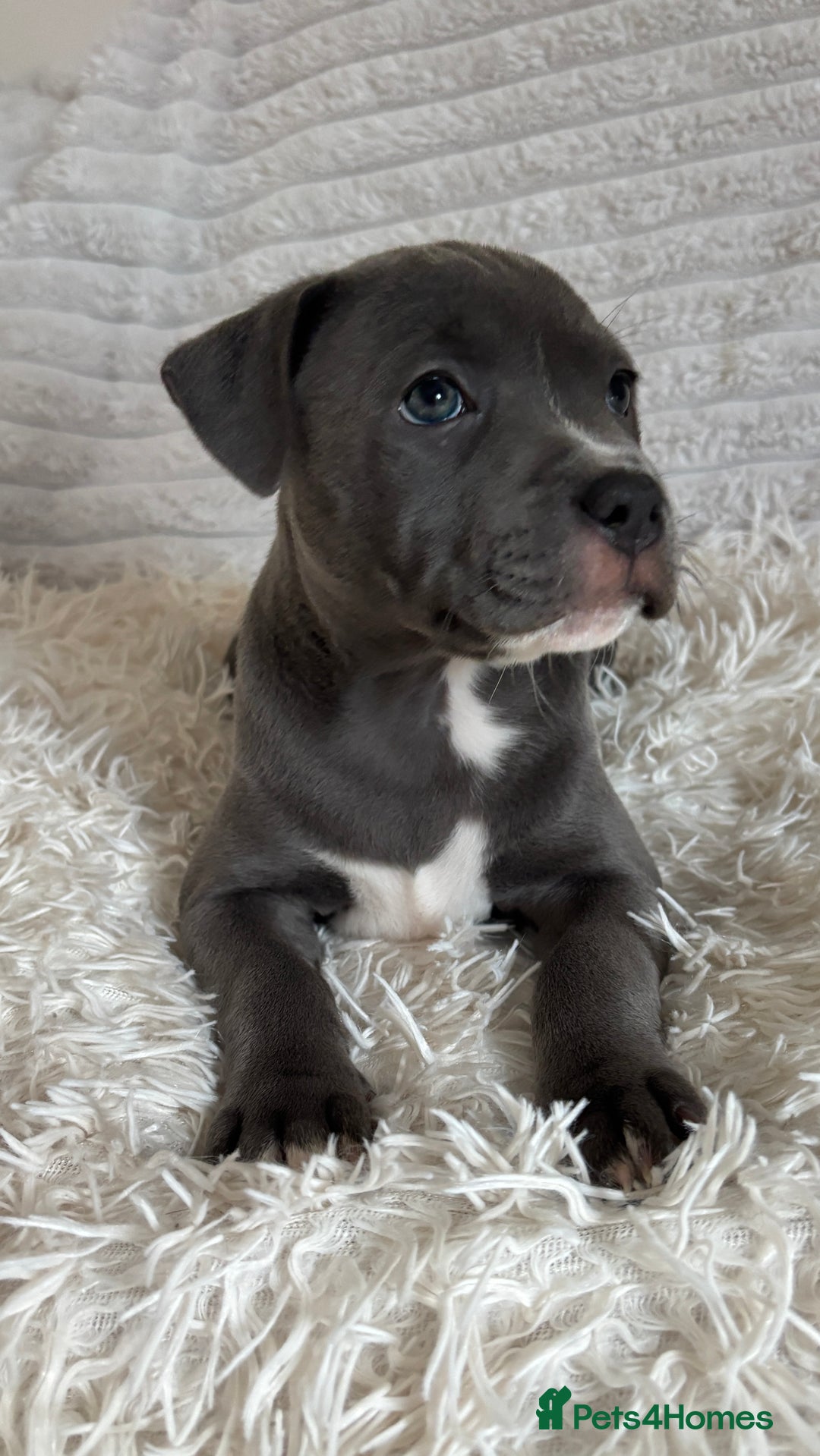 Staffordshire Bull Terrier dogs for sale: 🩵🌸Stunning Staffordshire Bull Terrier female🌸🩵 - Image 2
