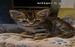 Maine Coon cats for sale: Maincoon kittens  - Image 11