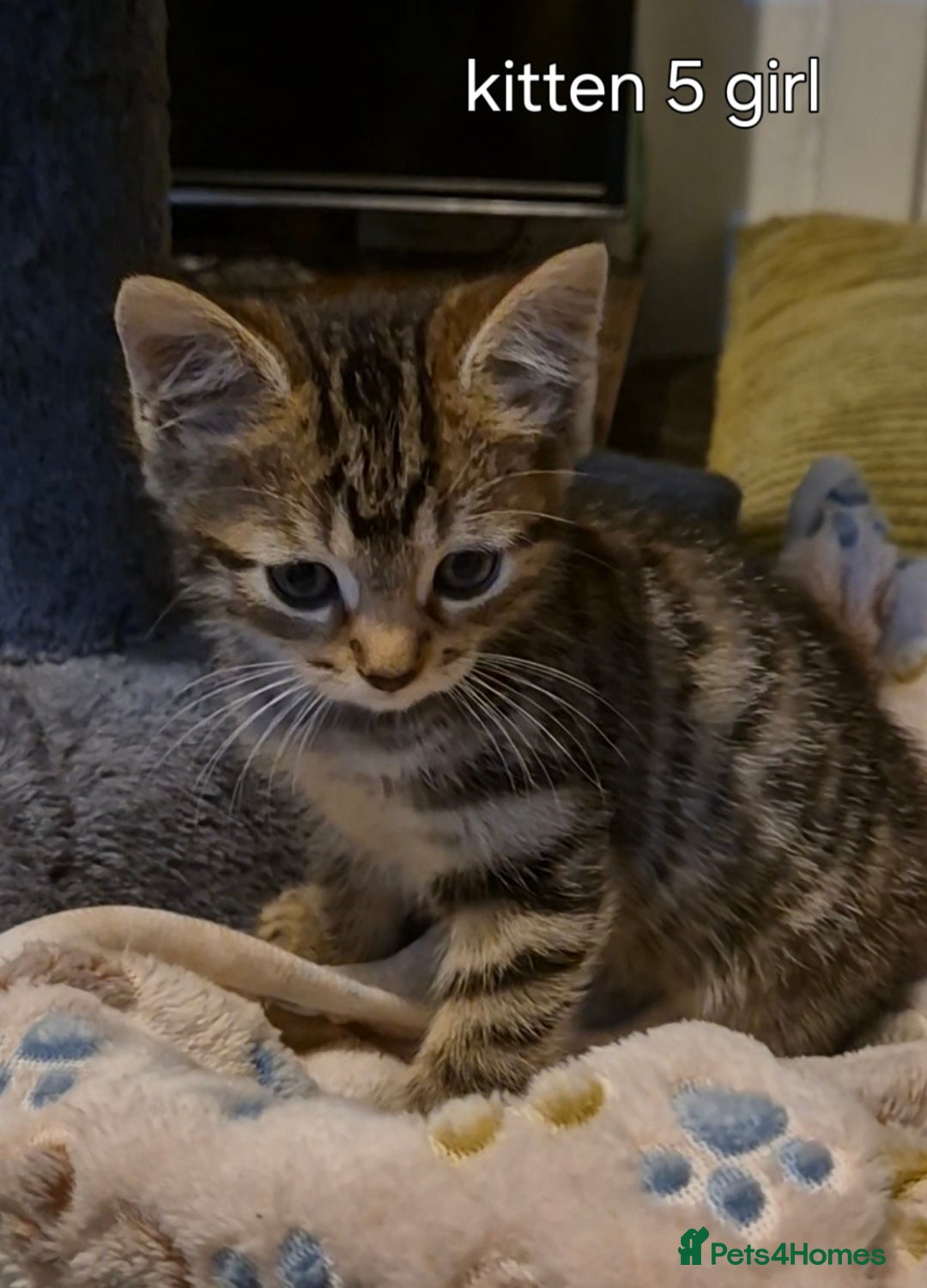 Maine Coon cats for sale: Maincoon kittens  - Image 11
