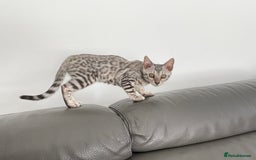 Bengal cats for sale: Pure bengal girl  - Image 1