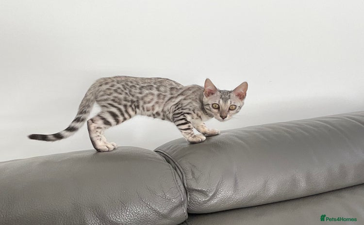 Bengal cats - Advert 8