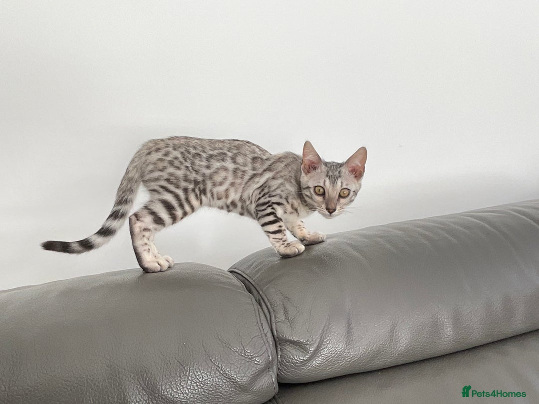 Bengal cats for sale: Pure bengal girl  - Image 1