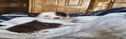 Border Collie dogs for sale: Red Merle and Red/white border collie pups - Advert 17