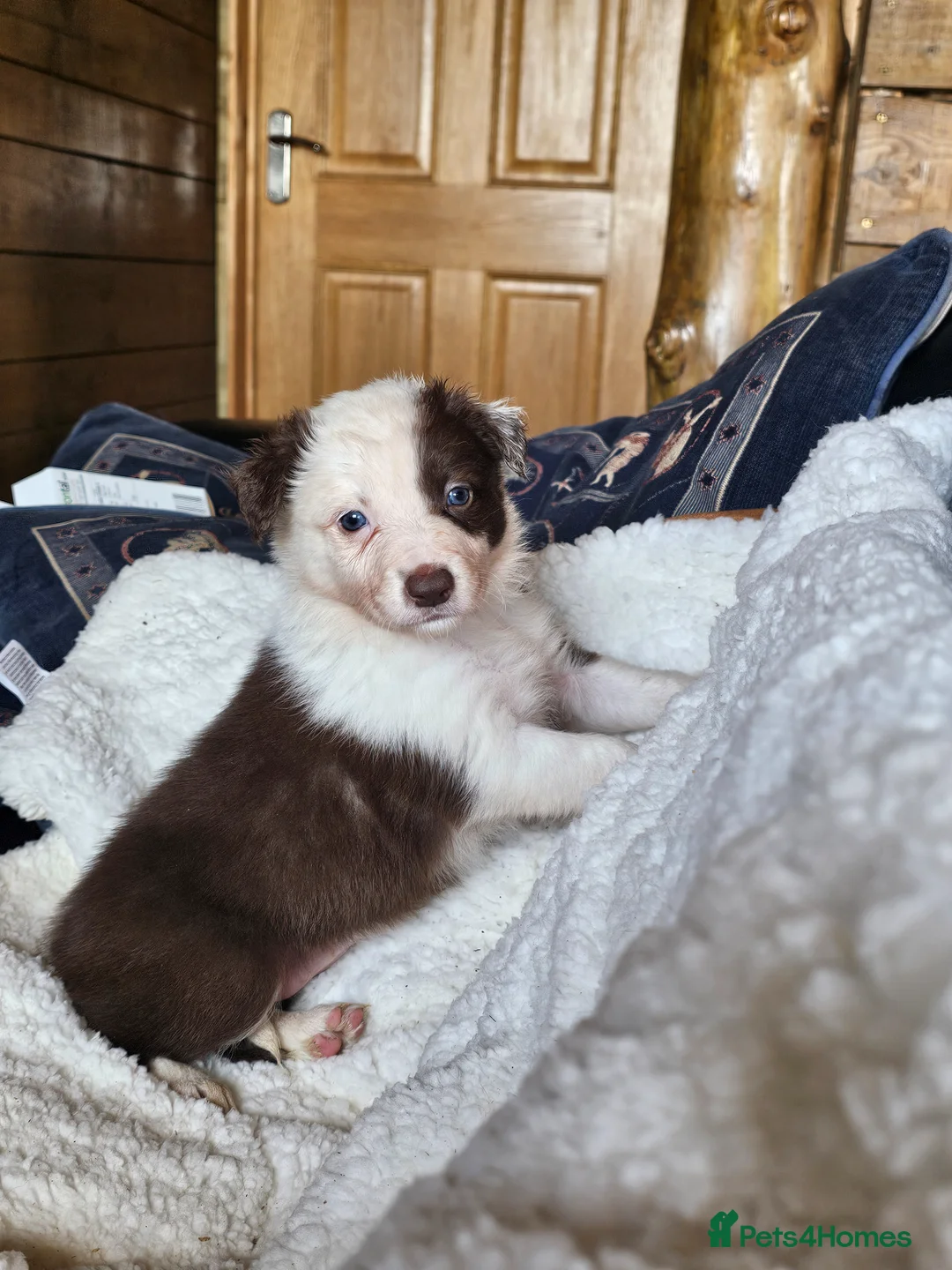 Border Collie dogs for sale: Red Merle and Red/white border collie pups - Advert 39