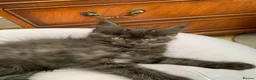 Maine Coon cats for sale: Beautiful Maincoons from registered parents - Advert 14