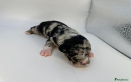 Mixed Breed dogs for sale: Floodle  - Image 11