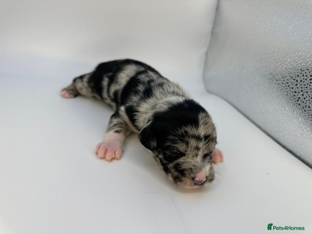 Mixed Breed dogs for sale: Floodle  - Image 11
