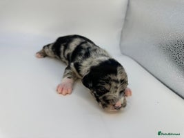 Mixed Breed dogs - Advert 12